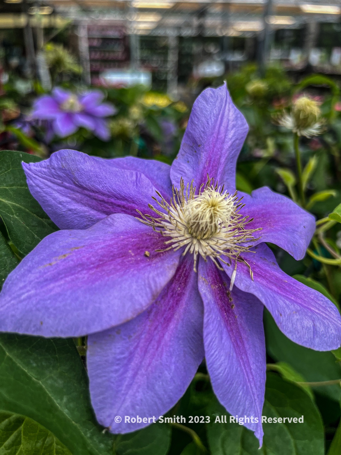 Clematis for Sale