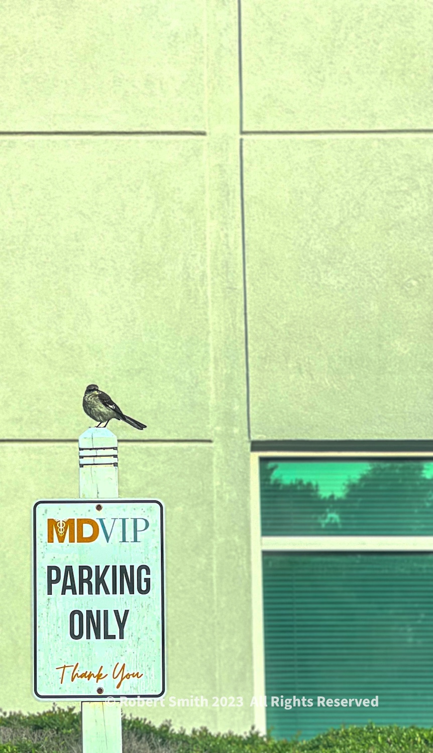 Wildlife: Birds of the Air – Mr Mockingbird, VIP Parking Only!