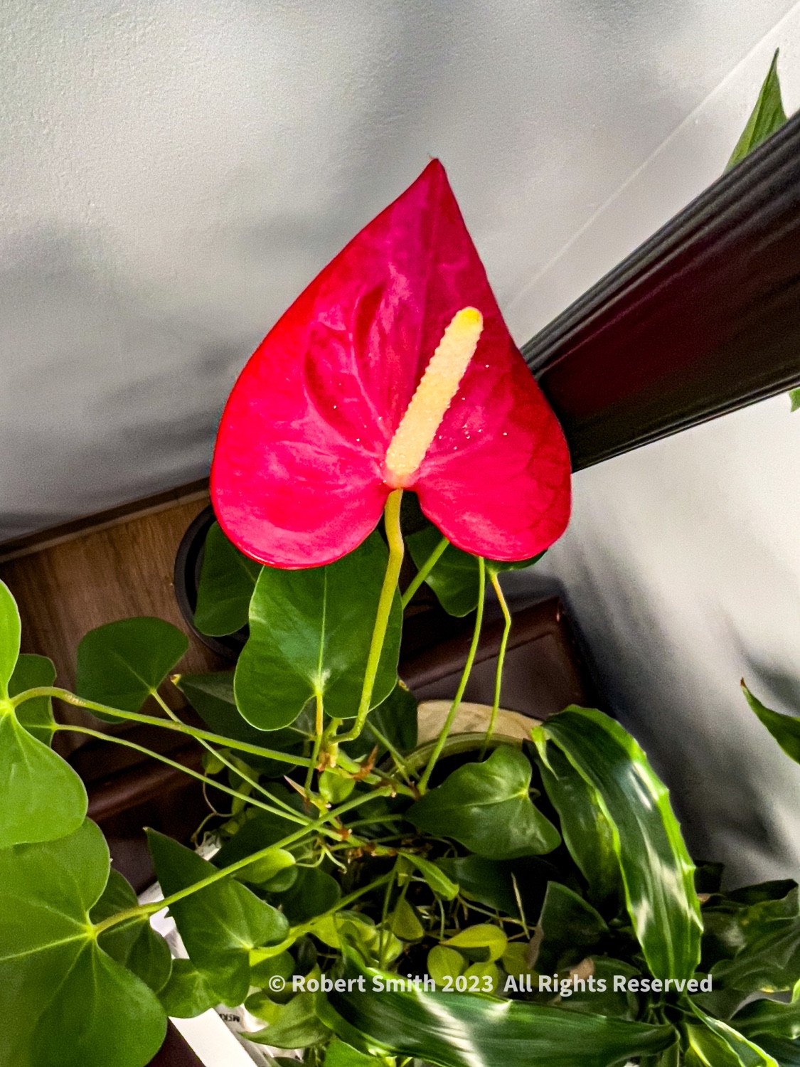 Your Flowers by Day, Week 10: