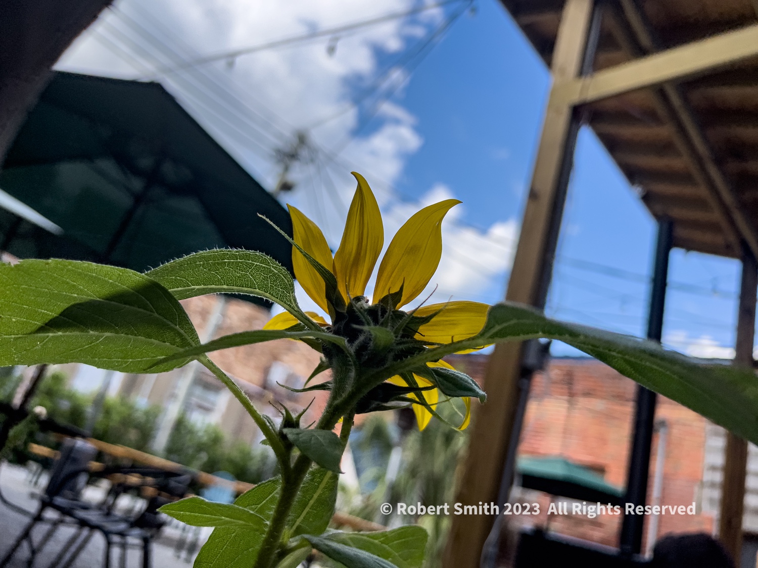 Common Sunflower Growing at Bainbridge Brewery