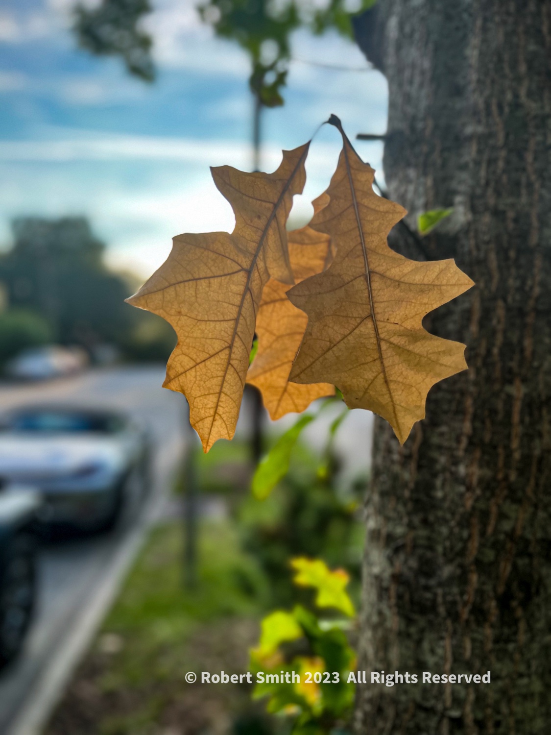 Evening Leaves, Columbia Square