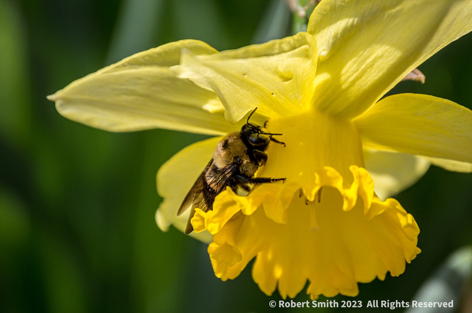 Bee-ing Present!