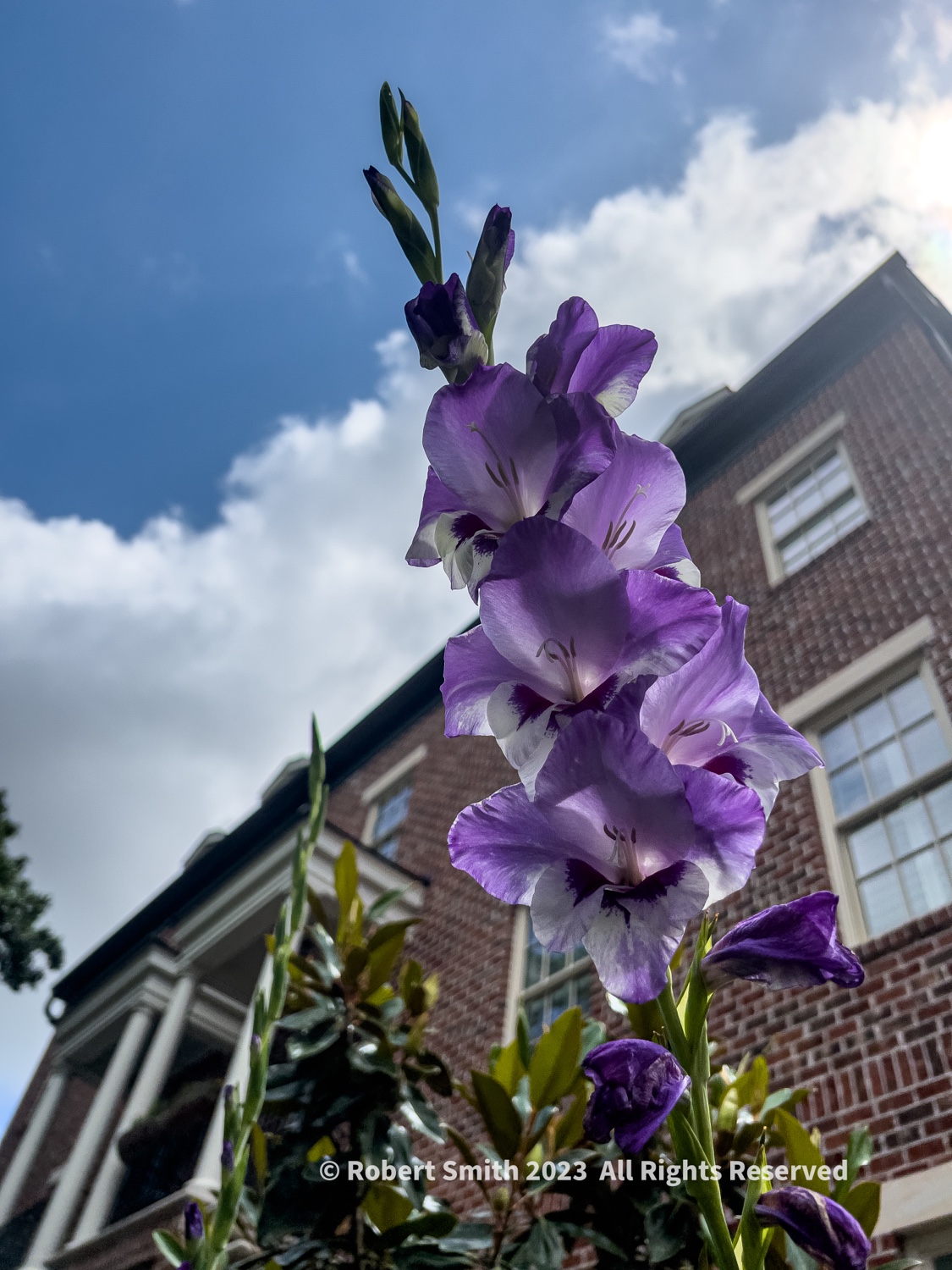 Your Flowers by Day, Week 24: