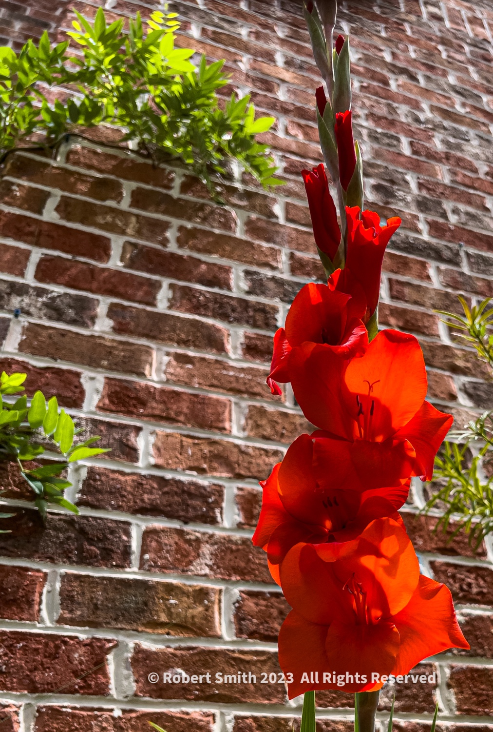 Your Flowers by Day, Week 25: