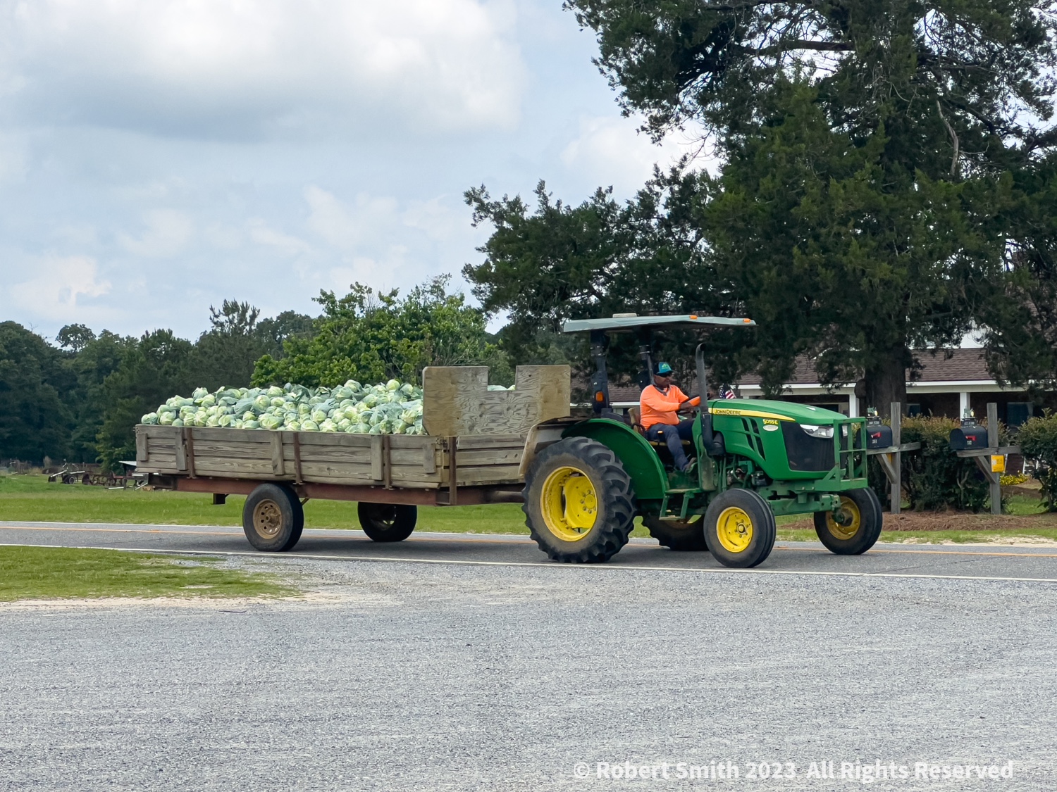 On The Farm: Harvesting Cabbage