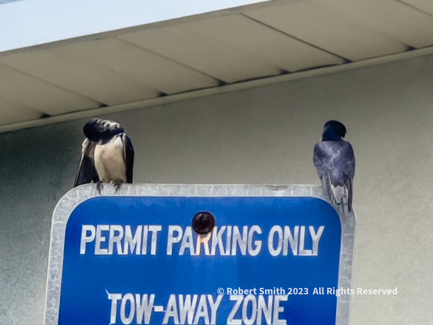 Wildlife: Birds of the Air – Ok, Mr Birdie, Where is your Disability Tag?