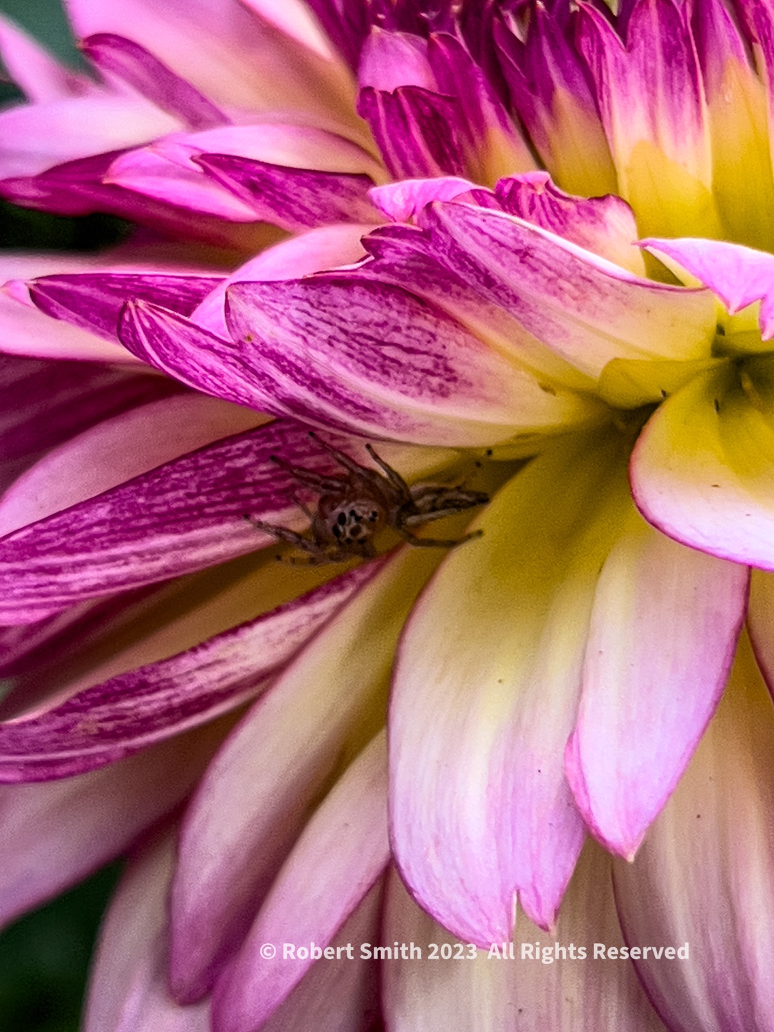 The Macro World: Hiding amongst Dahlia Petals #2