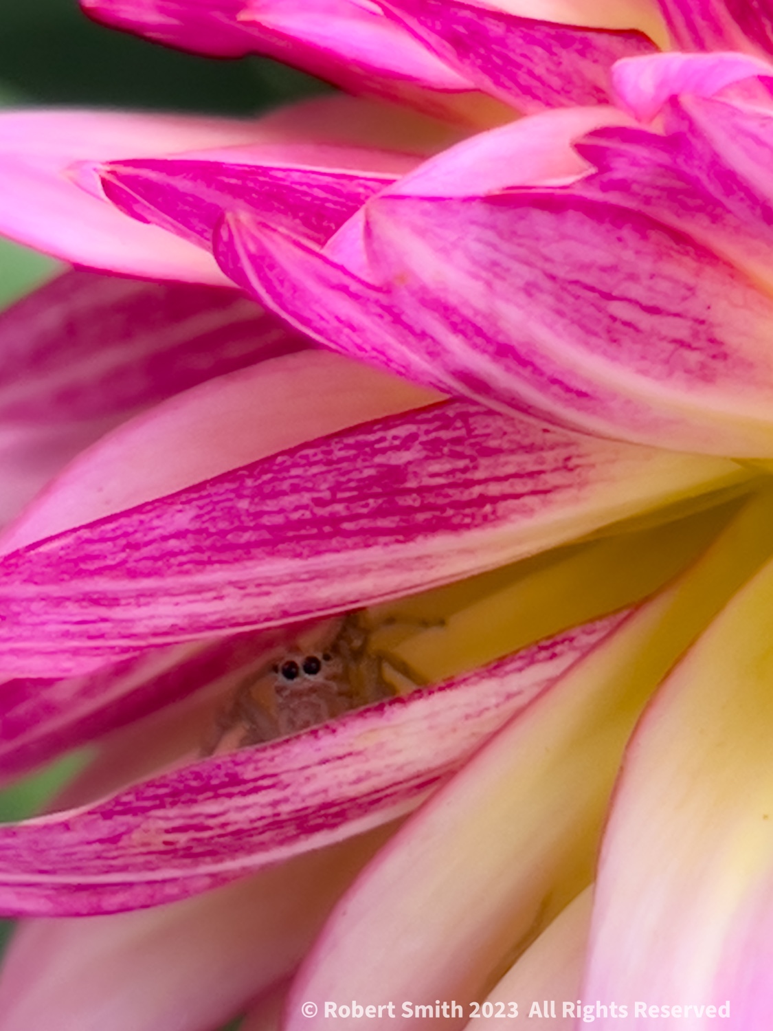 The Macro World: Hiding amongst Dahlia Petals #3