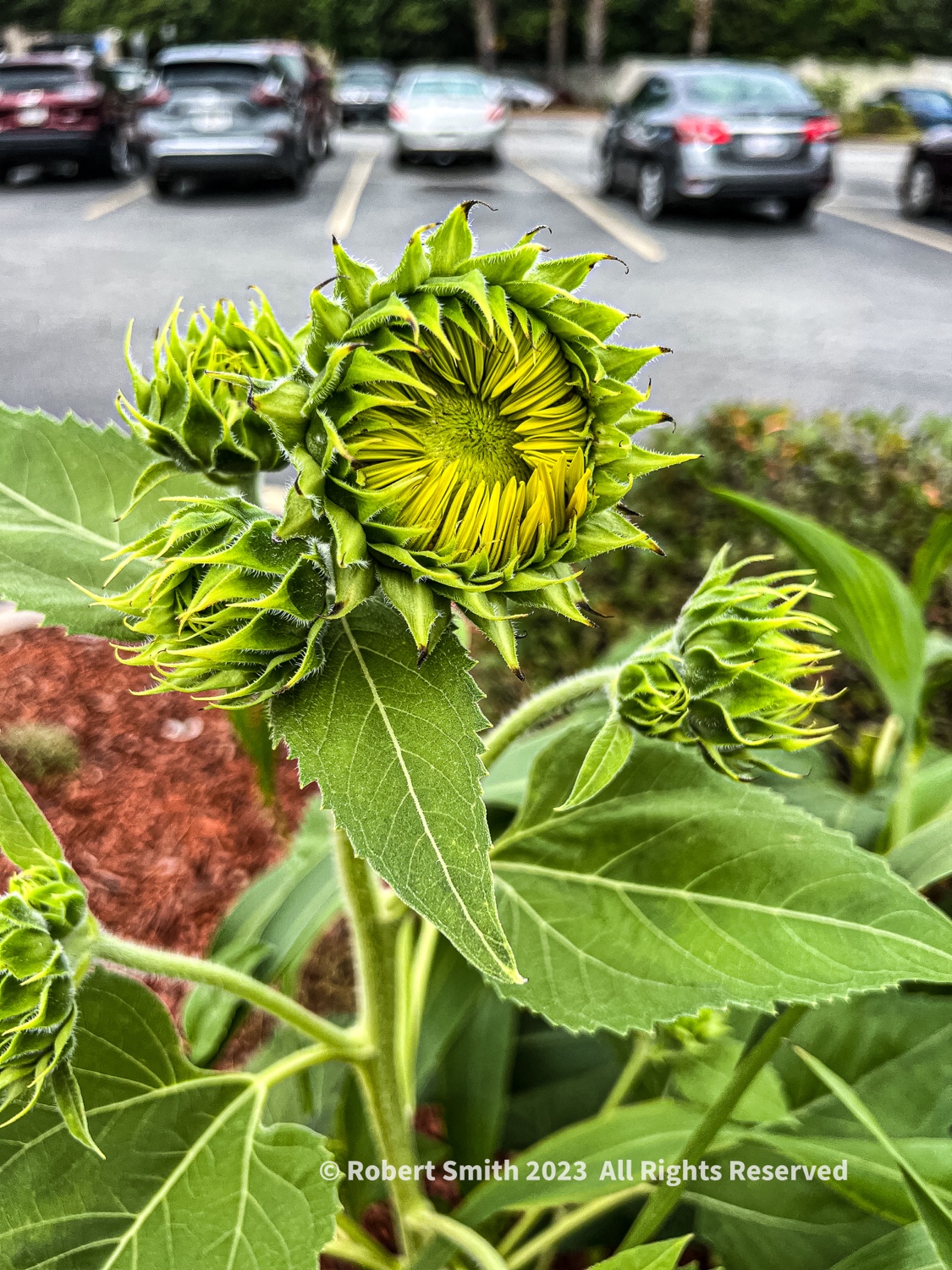 Your Flowers by Day, Week 22: