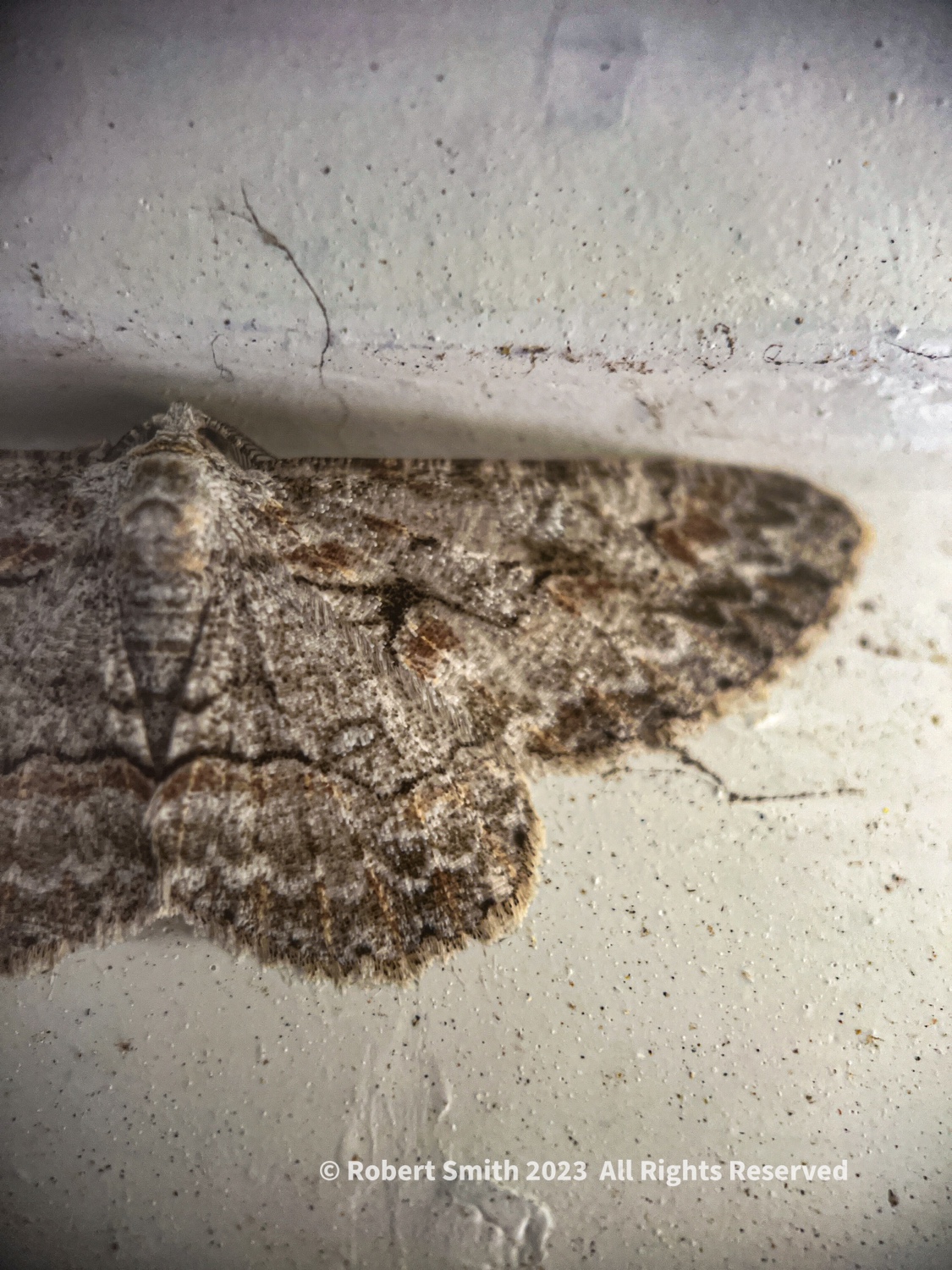 The Moment Macro: Hidden Moth