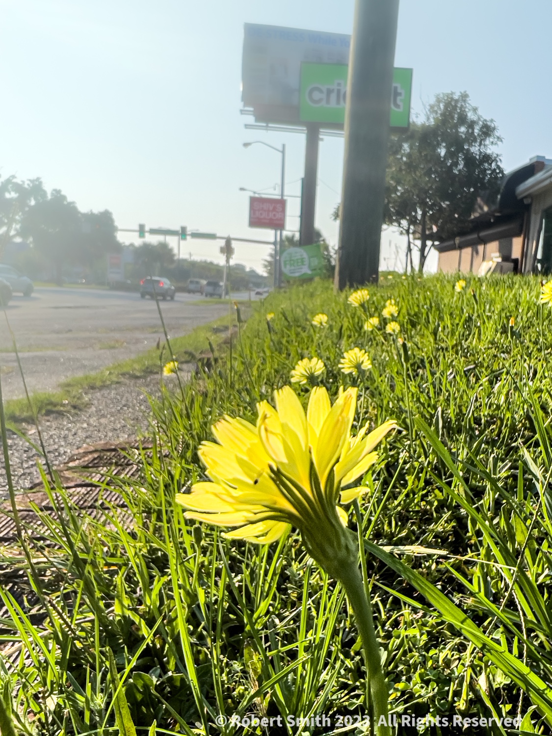 Friday Flowers: Dandelions Roadside