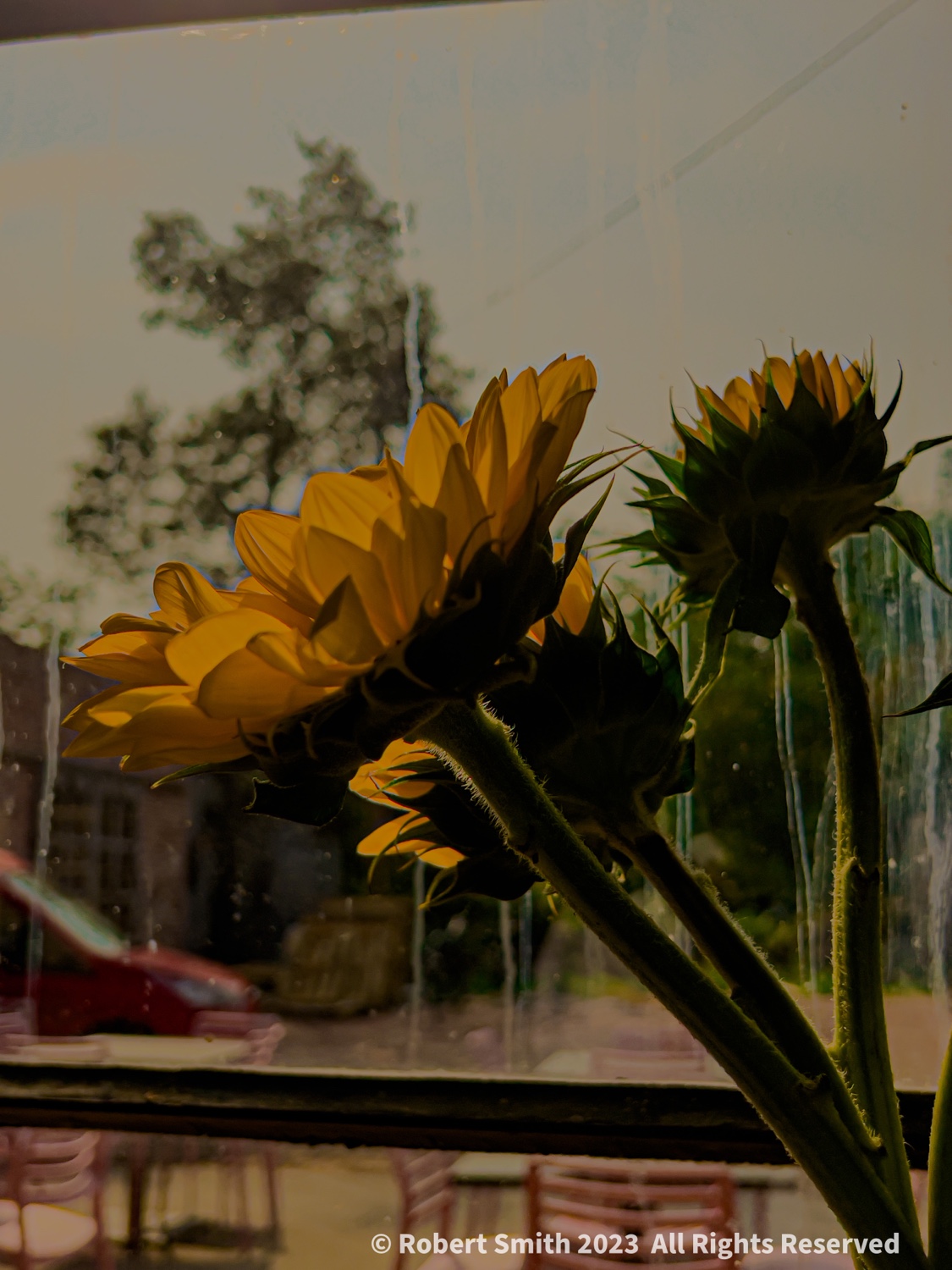 A Summer of Sunflowers: Perc Coffee
