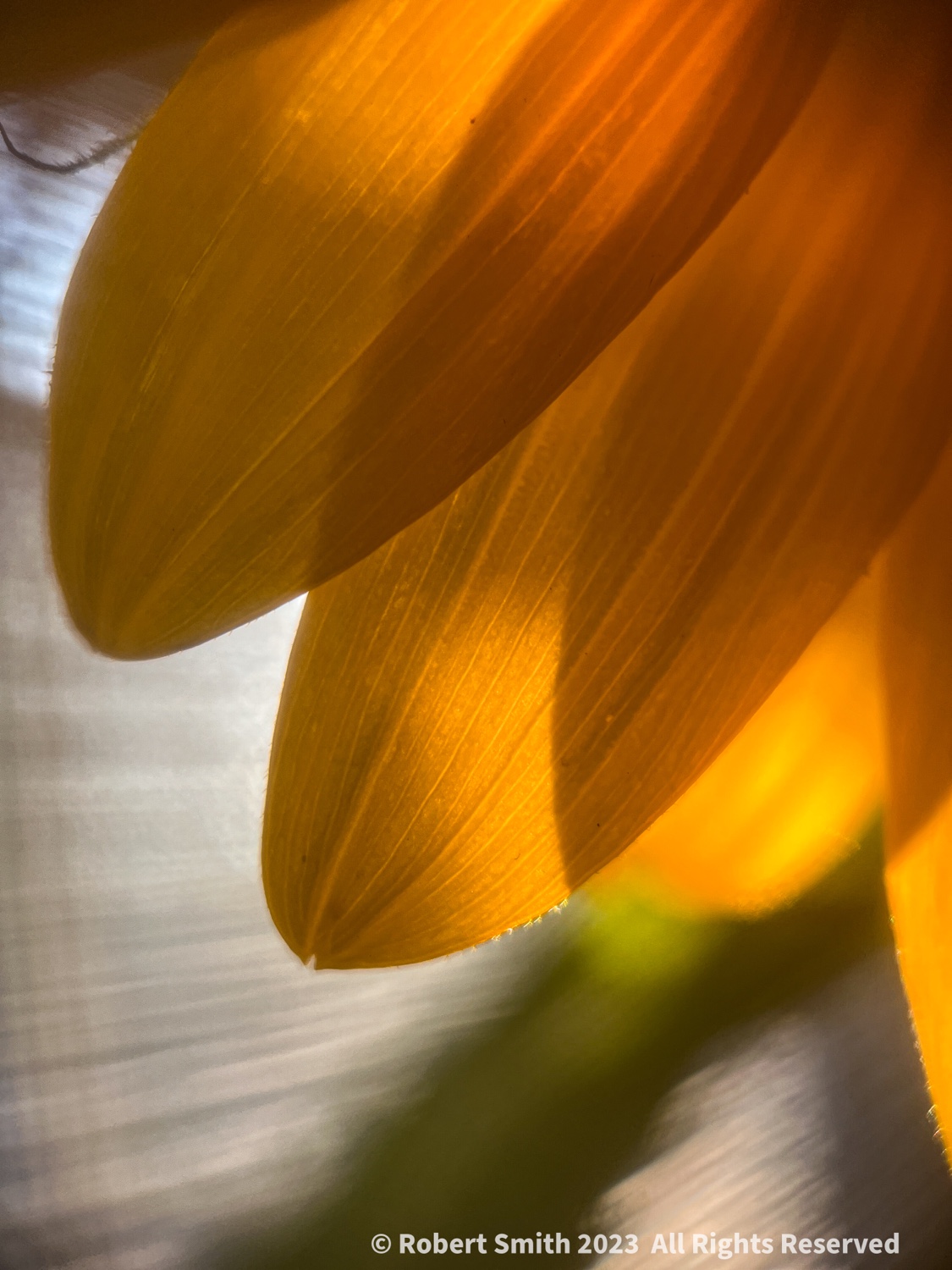 The Moment Macro: Sunshine and Sunflower Petals