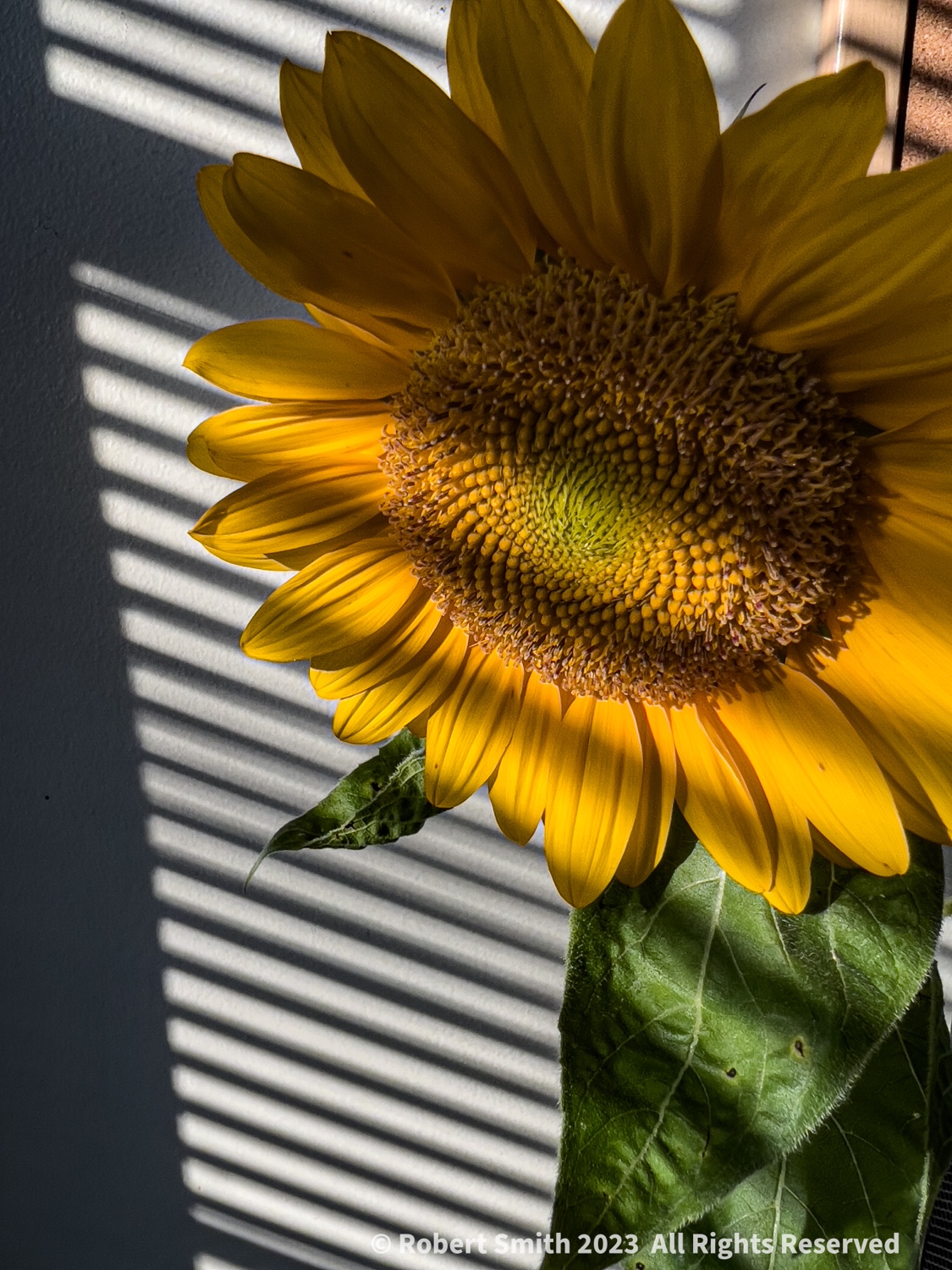 A Summer of Sunflowers: Sunflower and Shadow