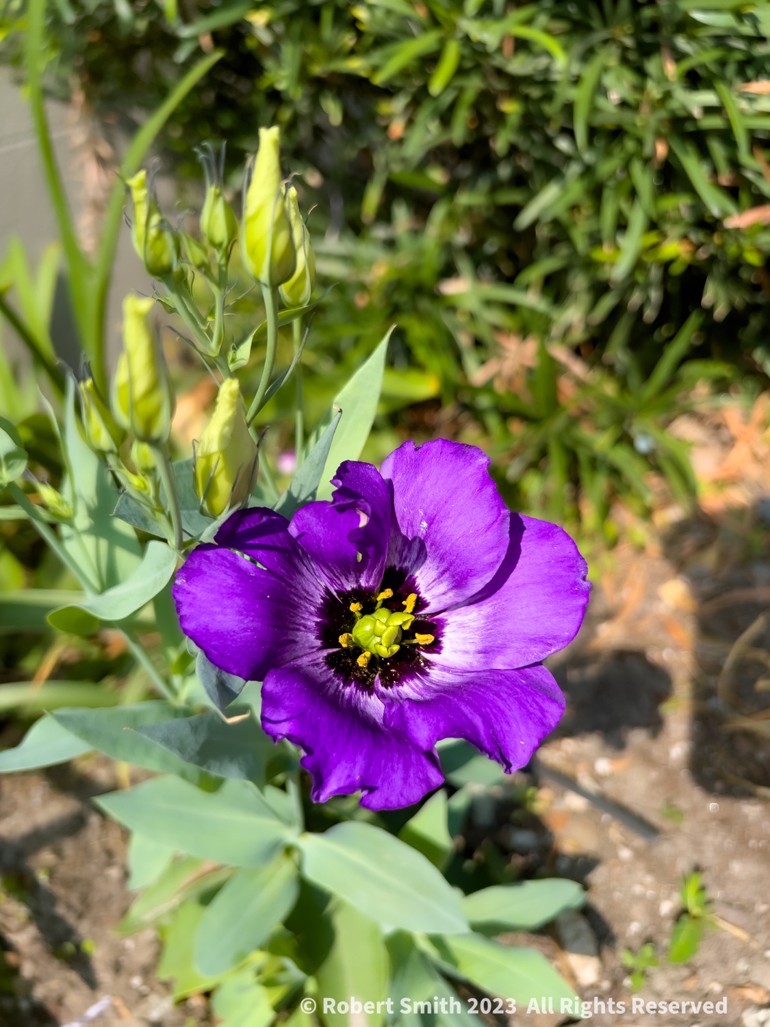 Your Flowers by Day, Week 30: