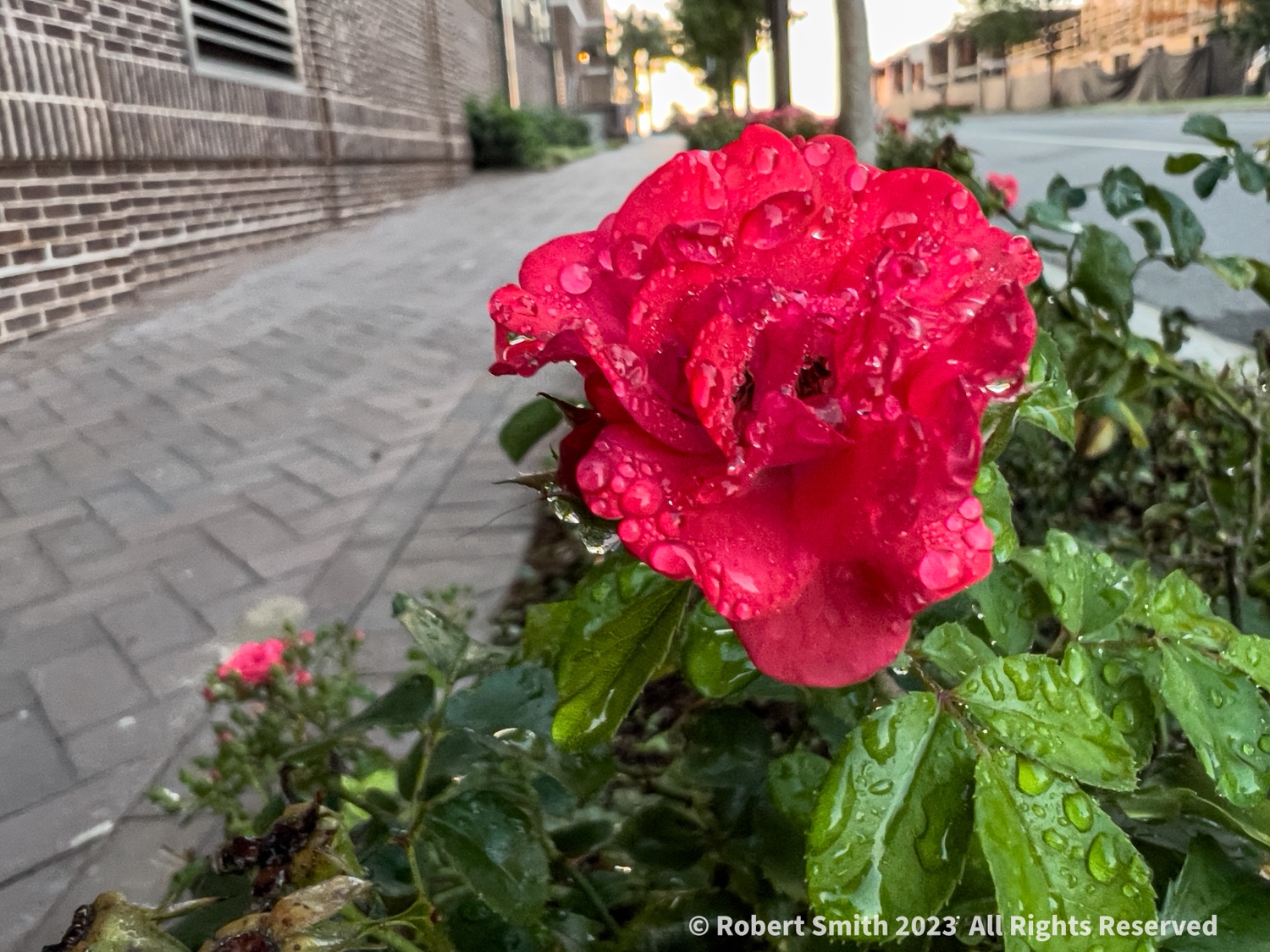 Your Flowers by Day, Week 28: