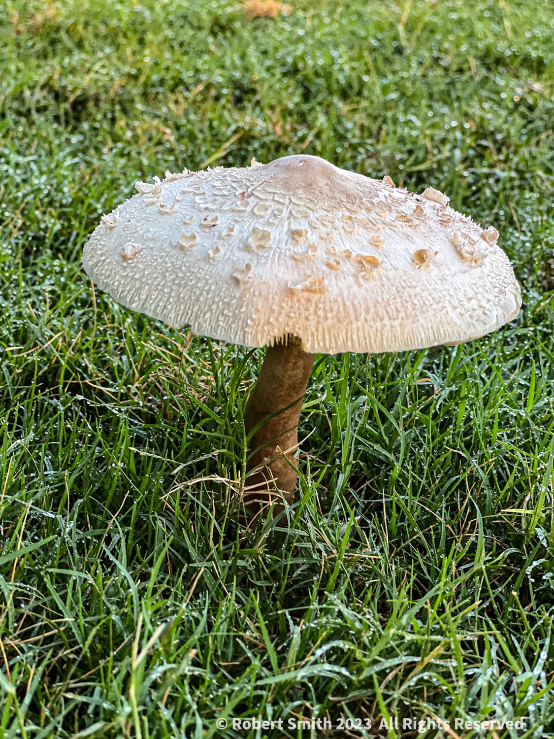 Forsyth Fungi