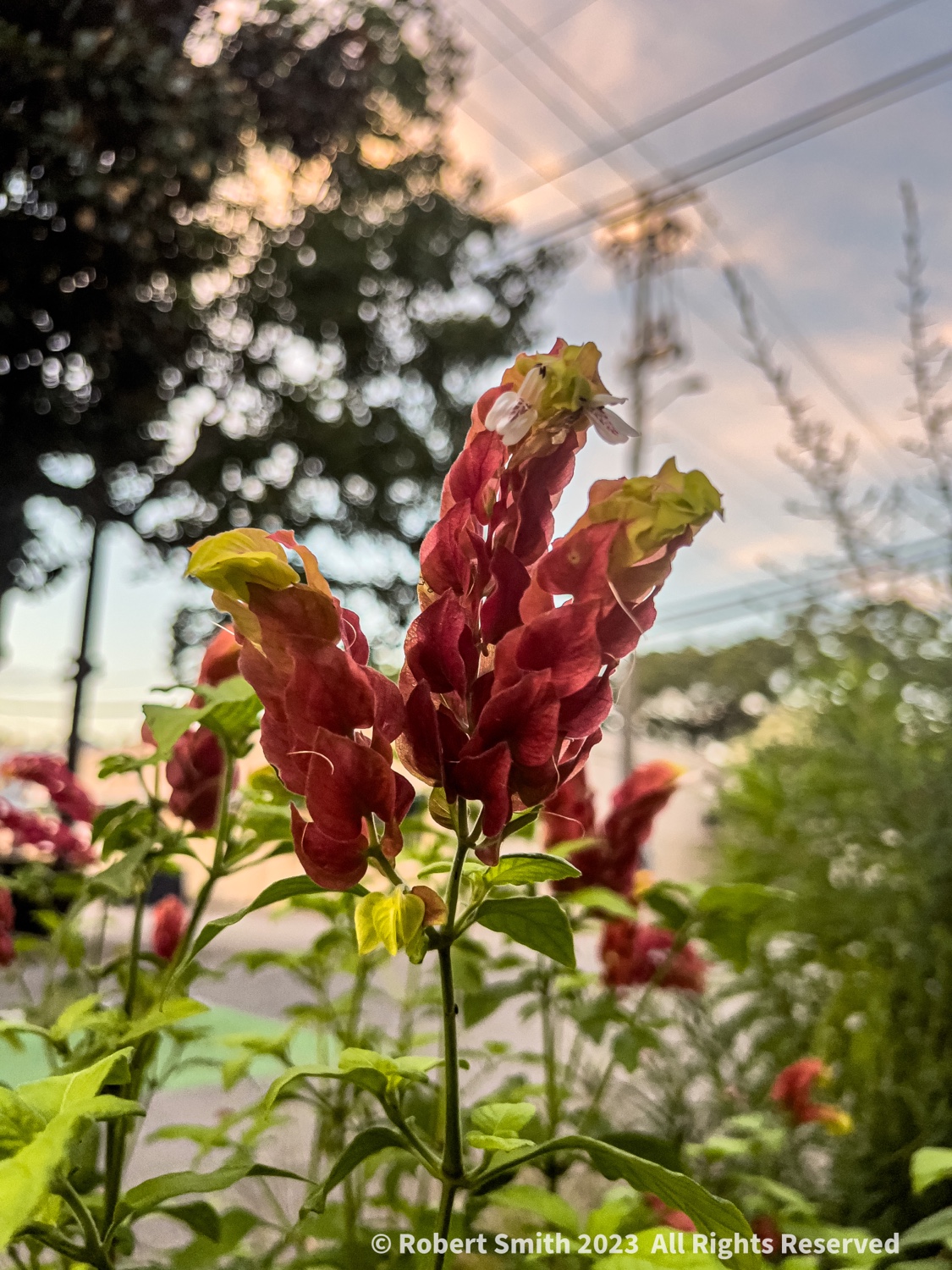 Sunday Snap Jul 23, 2023: Sunday Shrimp Plants