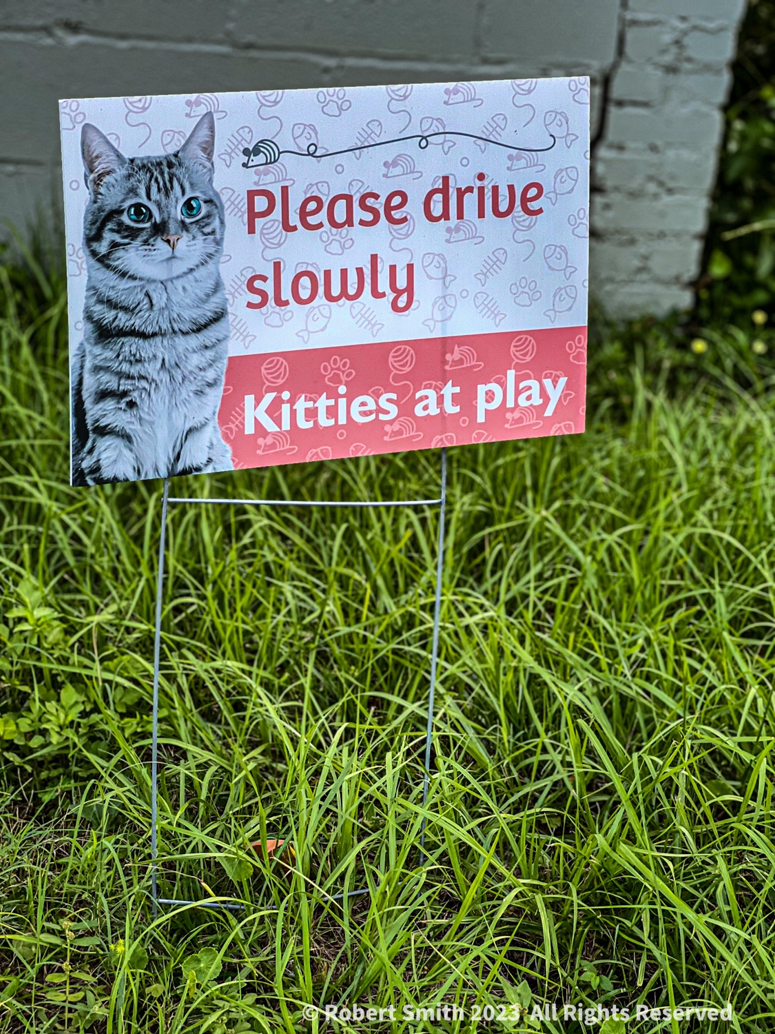 Sunday Cats: Please drive slowly, Kitties at Play