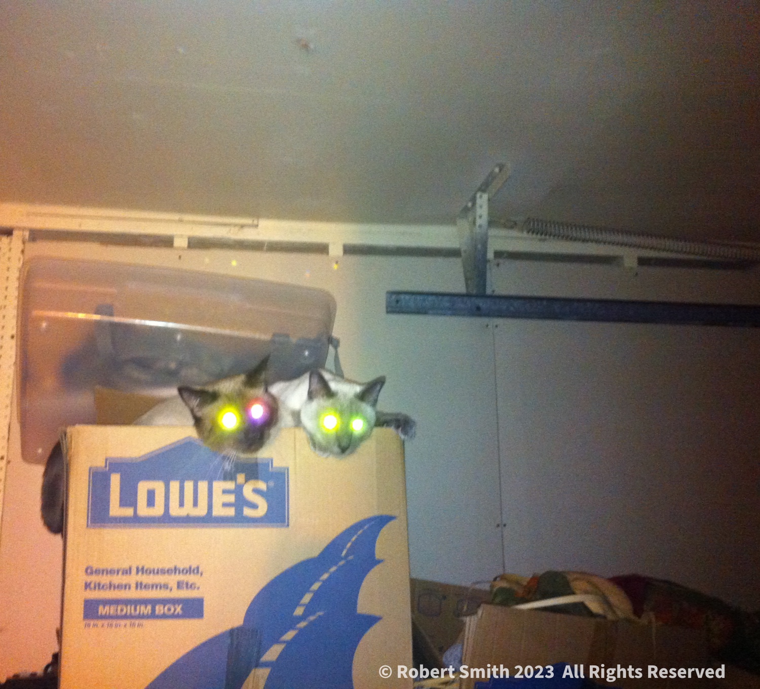 Tails of the Kitty: Cats with laser eyes!
