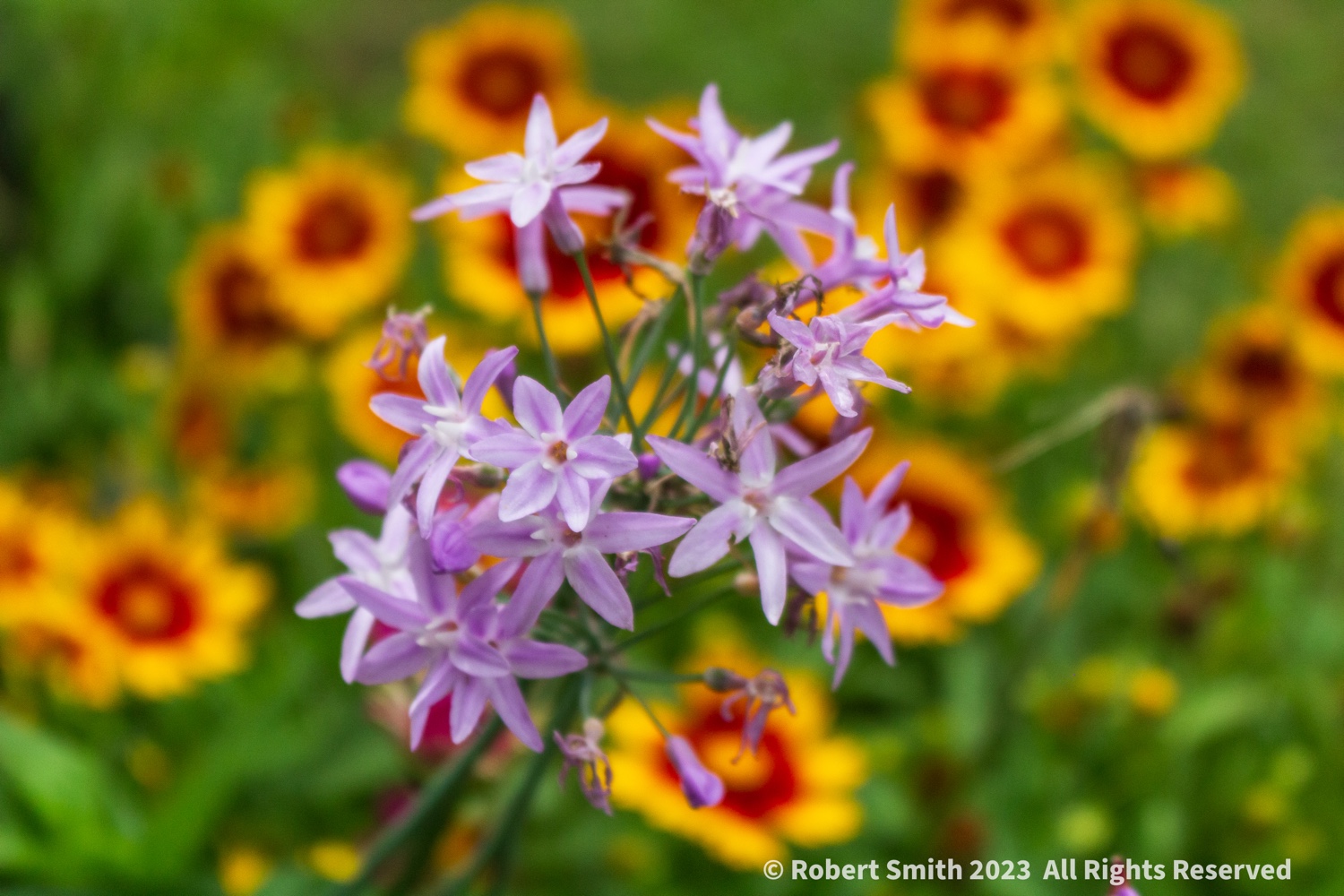 Your Flowers by Day, Week 27: