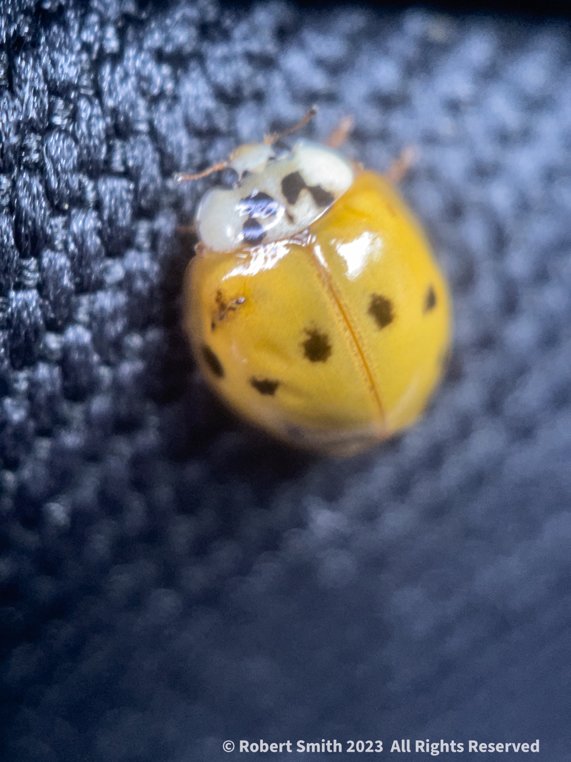 The Moment Macro: Yellow Ladybug