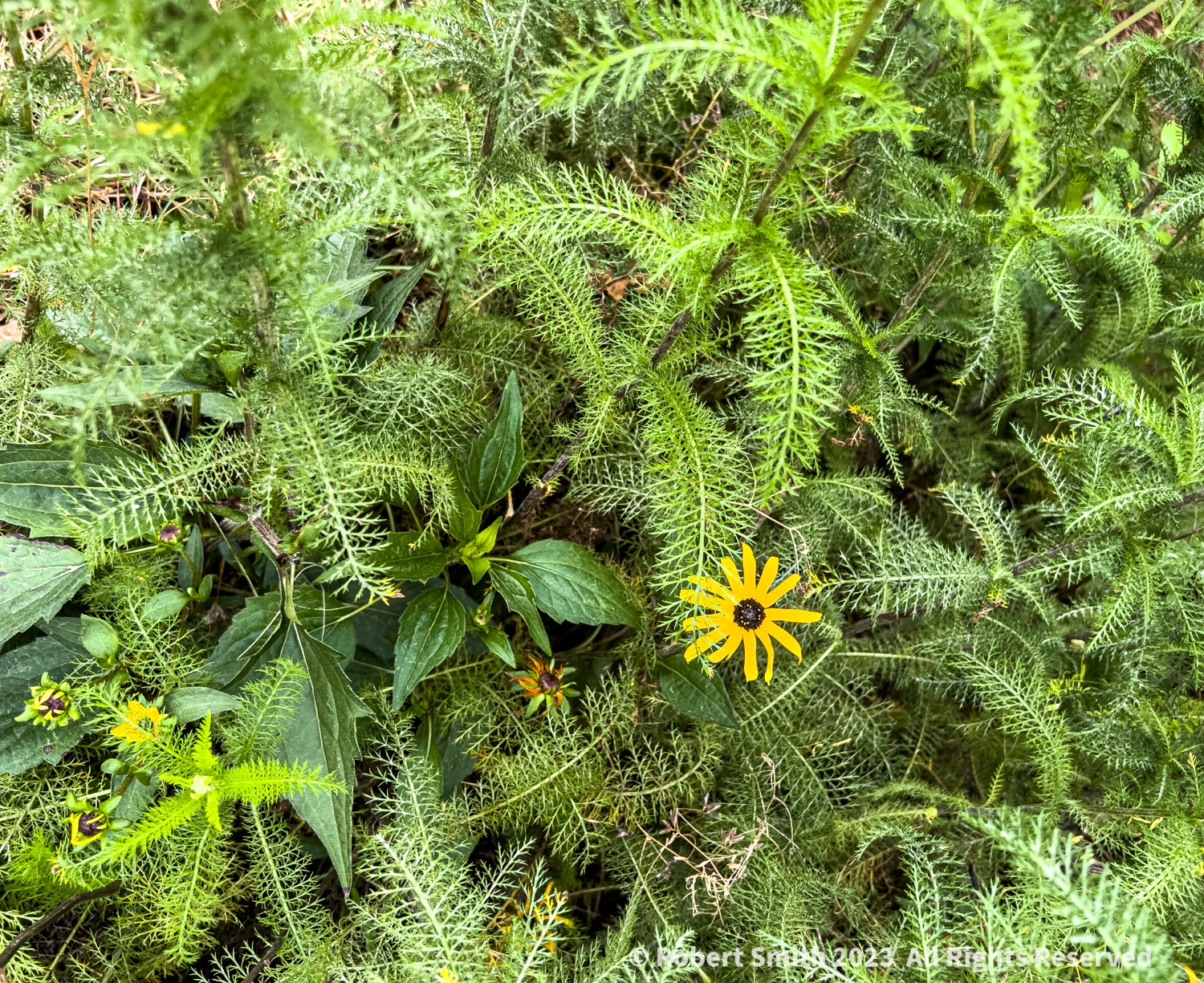 Your Flowers by Day, Week 32: