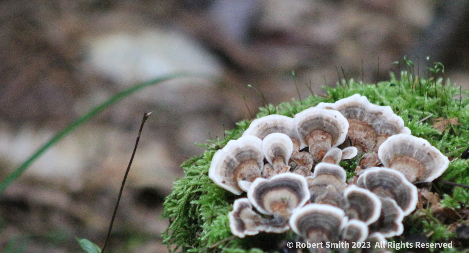 What is Growing in The Poconos Woods?