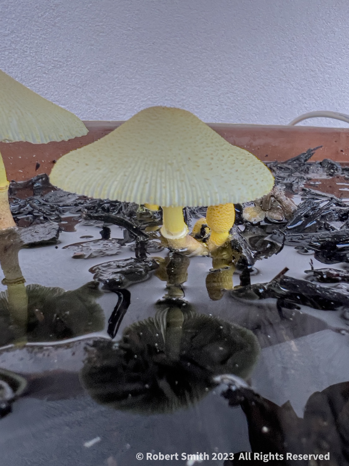 Toadstools Wade in a Tree Planter #2