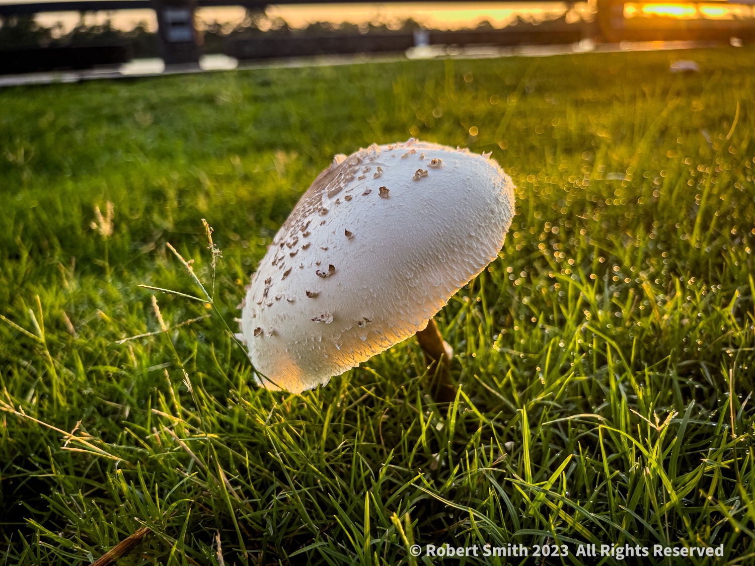 Toadstools by the River