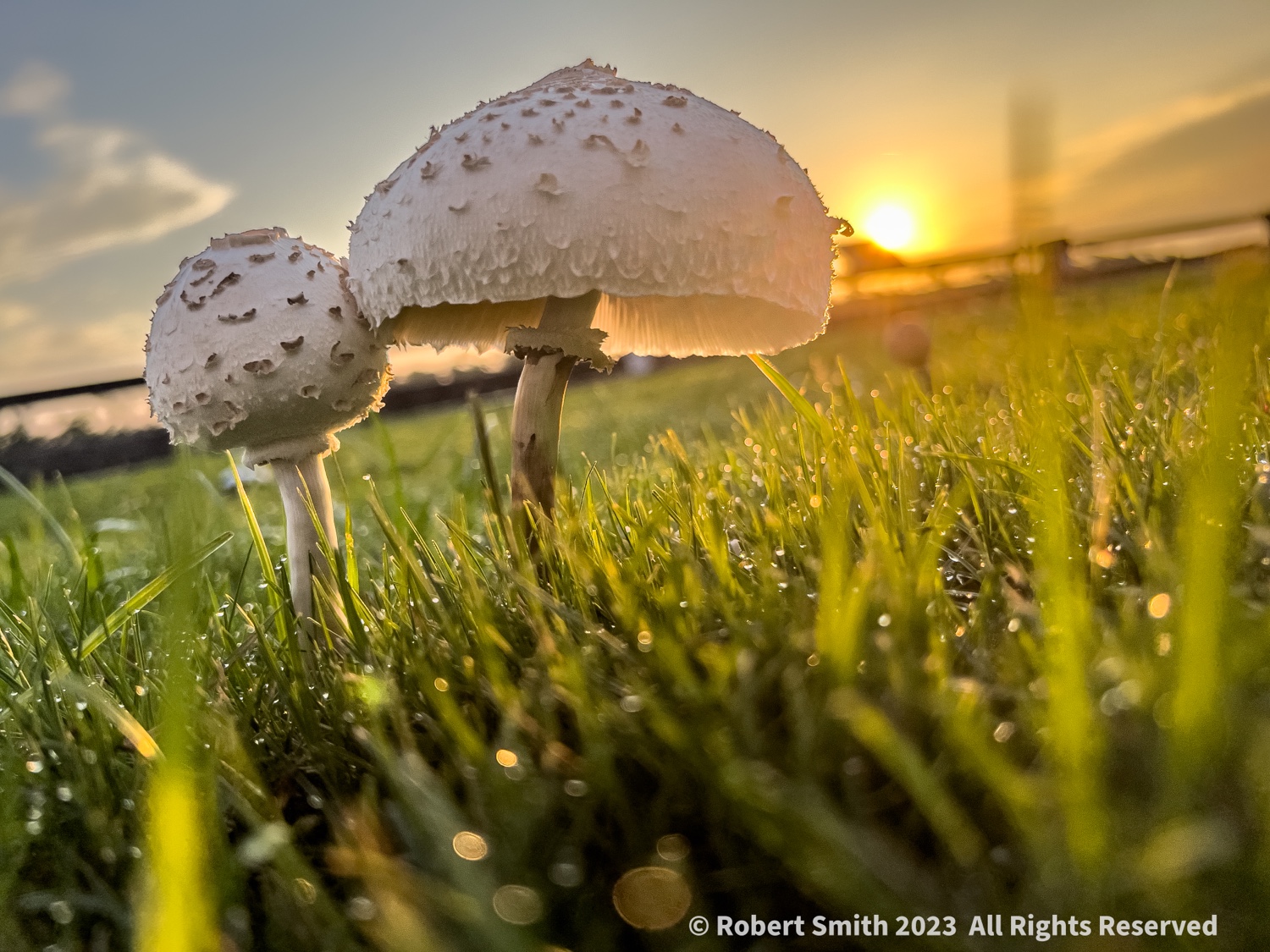 Dew Drops and Fungi Caps