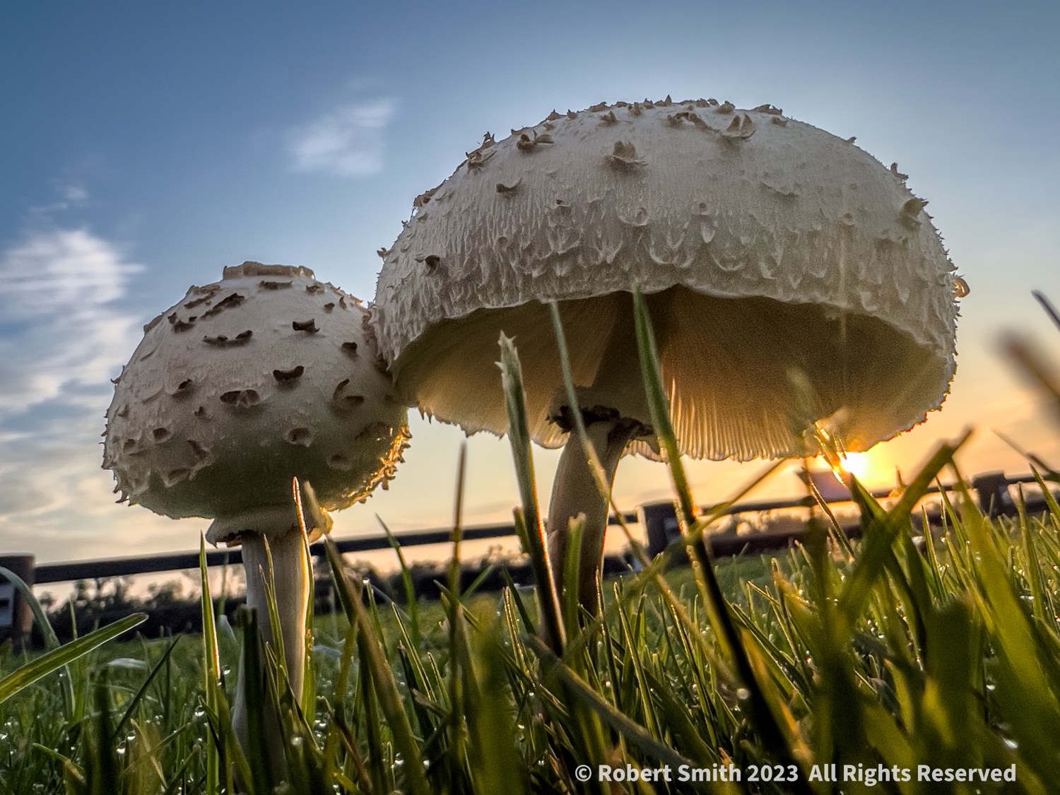 Friday Fungi are Out There!