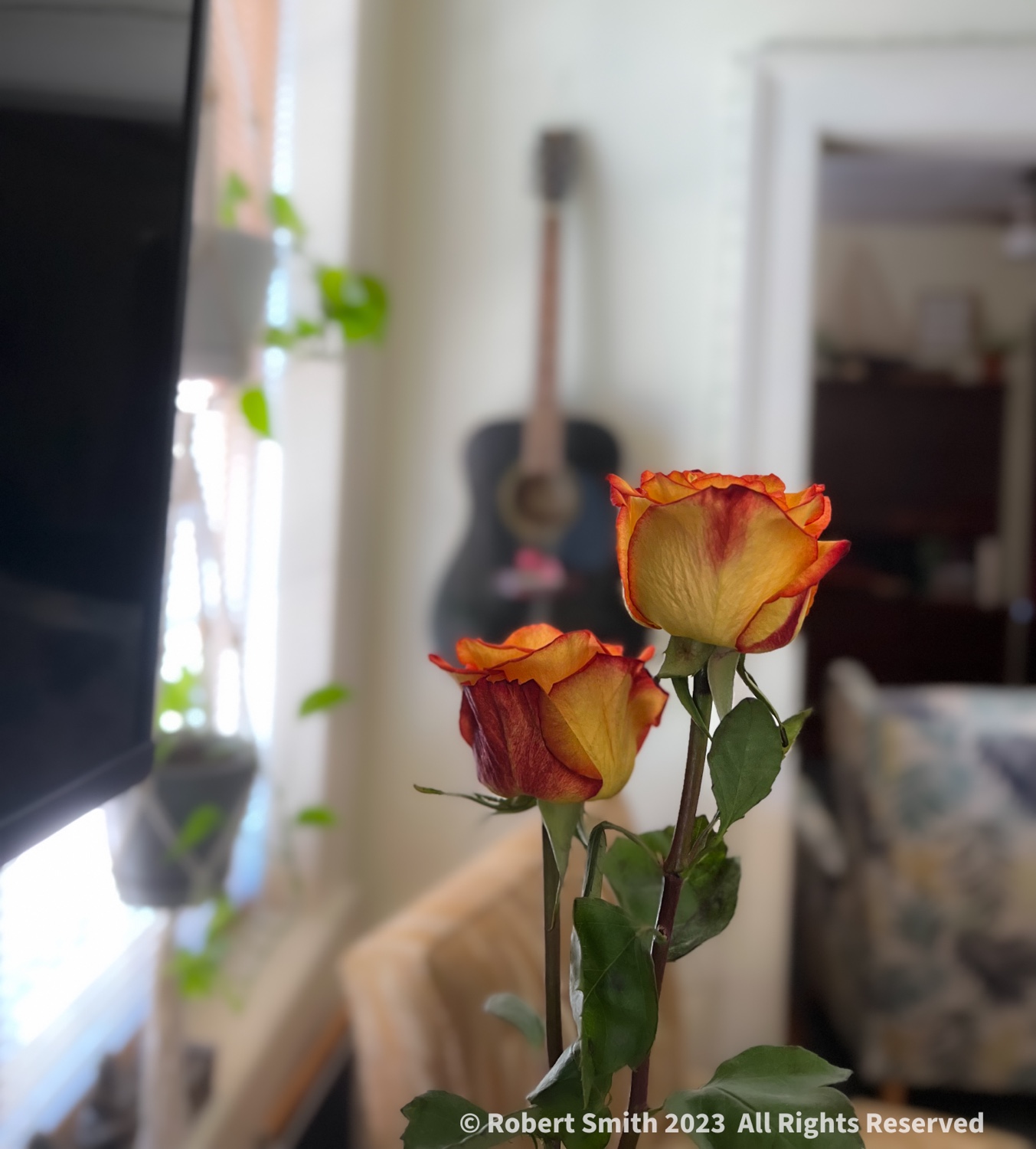 Wordless Wednesday: A Rose is a Rose is a Rose.