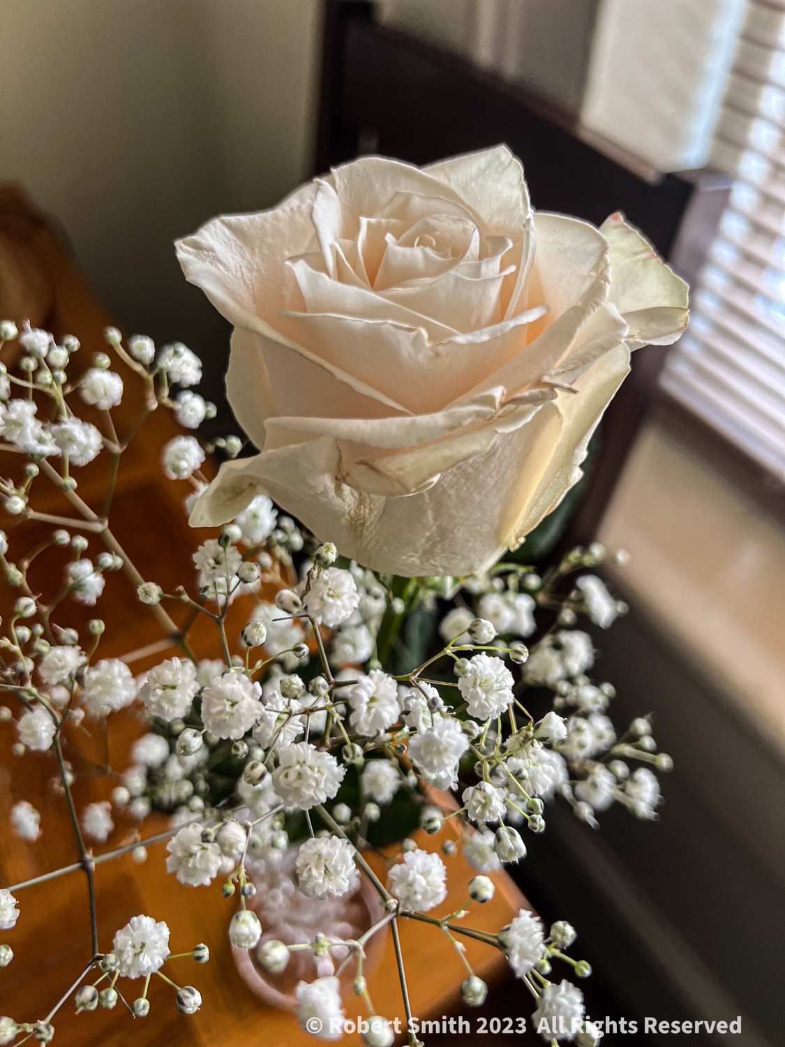 Friday Flowers: One Rose