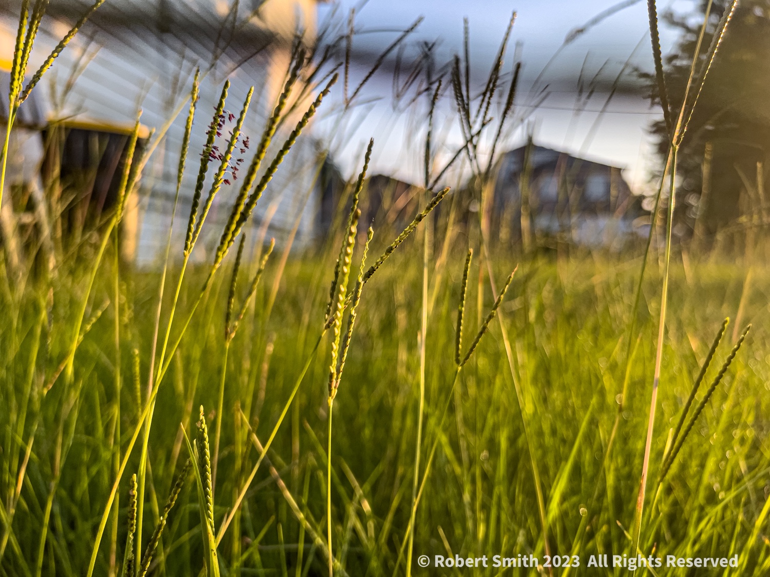 Sunrise Dallis Grasses