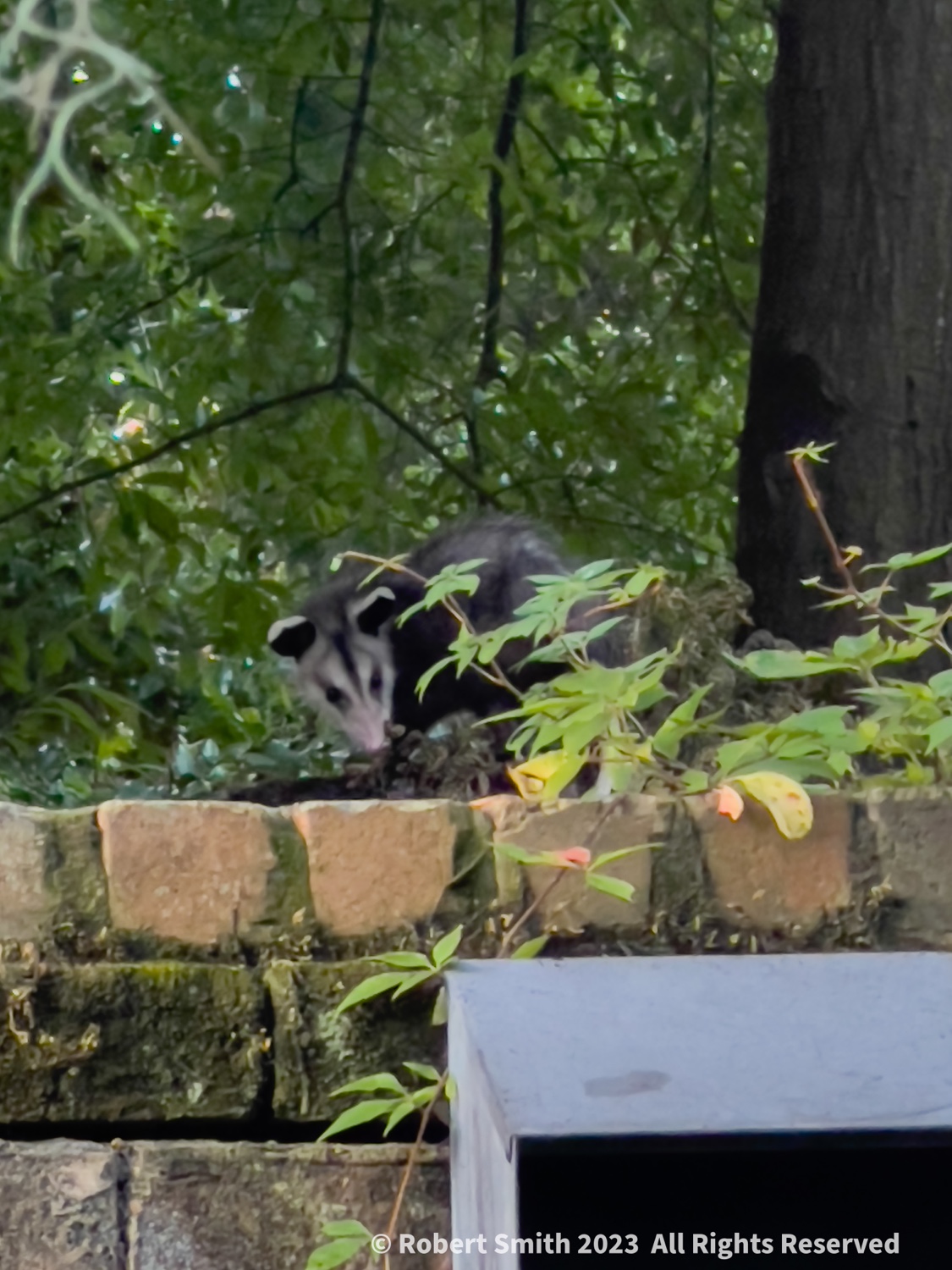 A Possible Possum sighting!