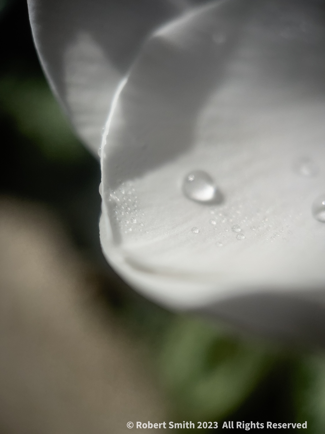 The Moment Macro: Drops on Petal
