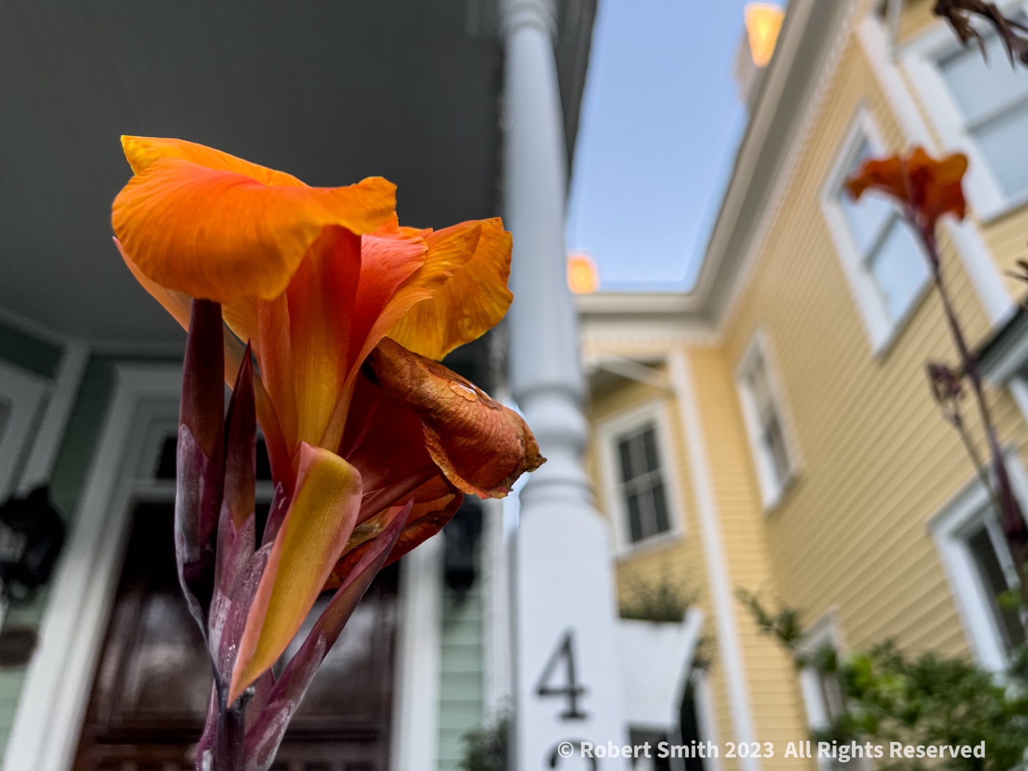 Your Flowers by Day, Week 40:
