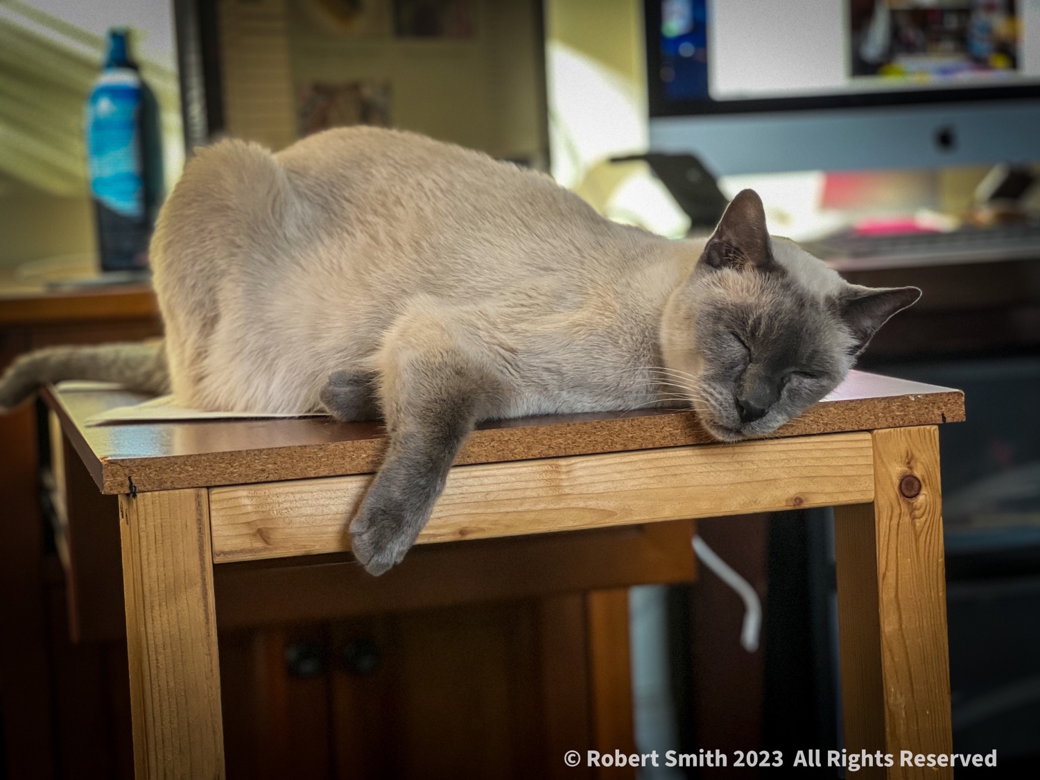 Desktop Kitty: Siesta