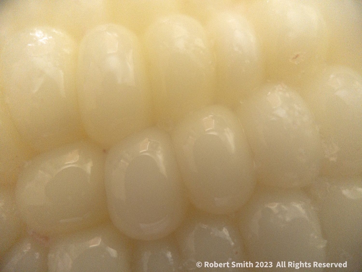 Get Close Up to your Corn