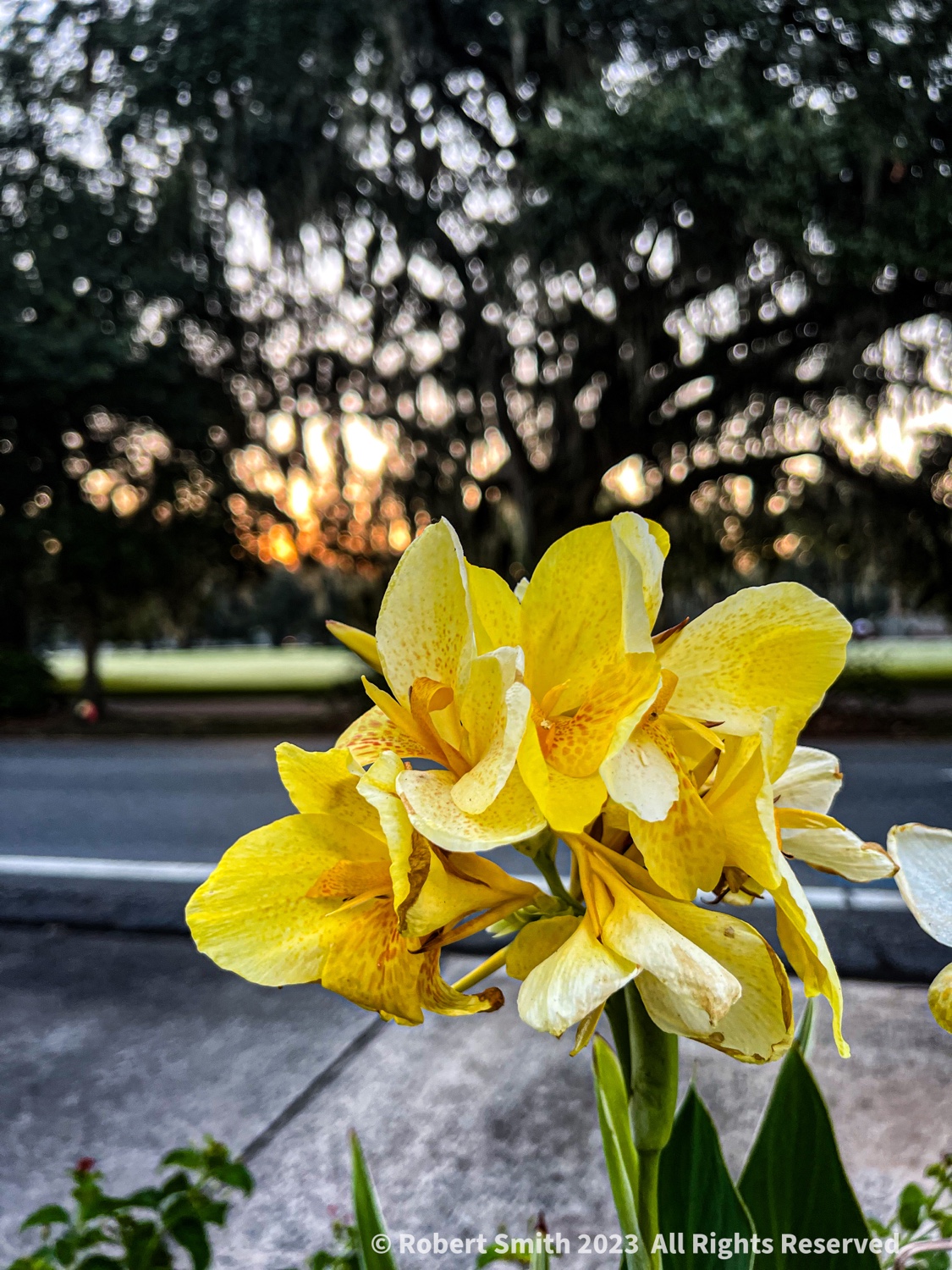 Your Flowers by Day, Week 35: