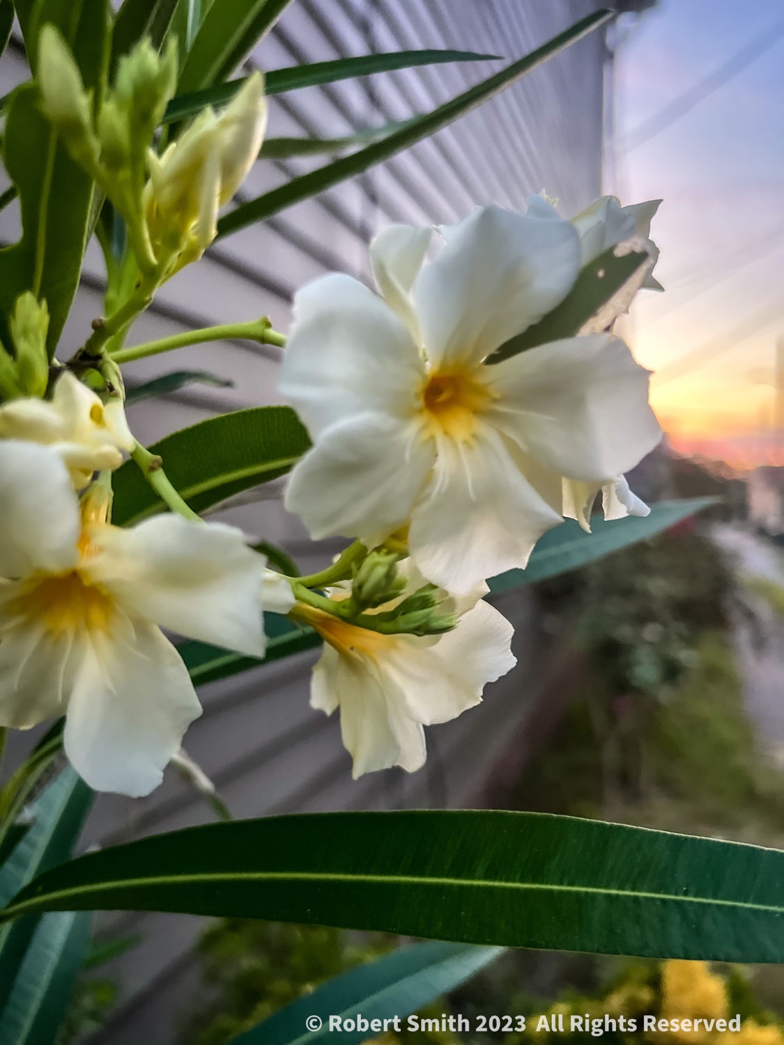 Wordless Wednesday: Oleander at First Light