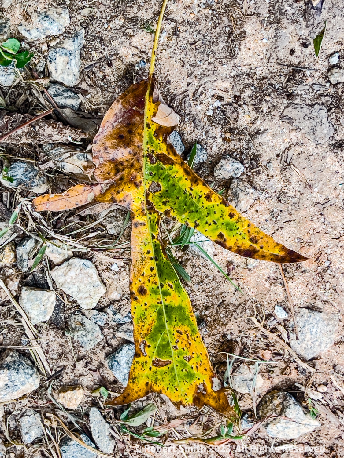Friday Flowers: Leaves of Autumn