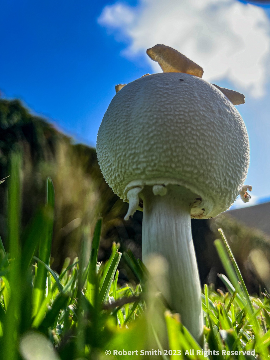 Fungi: A Dome or a Cap