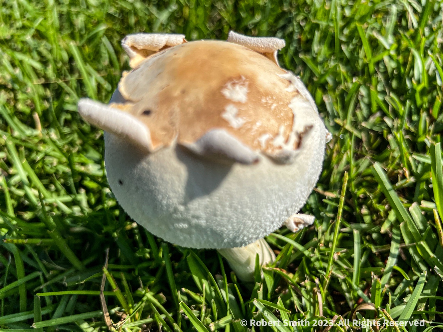 Toadstools: Downside vs Upside