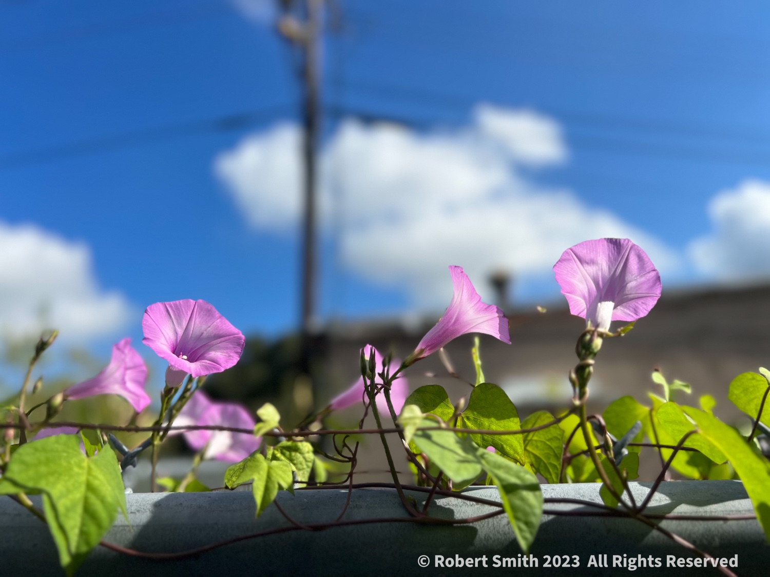 Your Flowers by Day, Week 37: