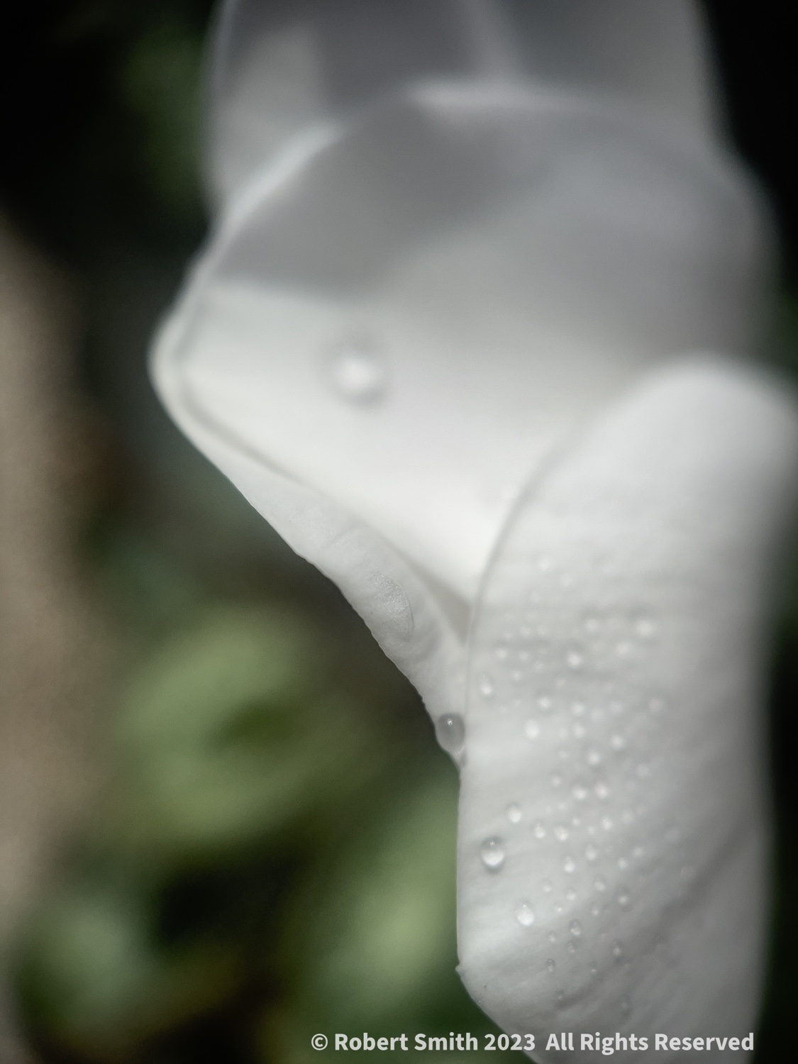 The Moment Macro: Drops on Petal #4