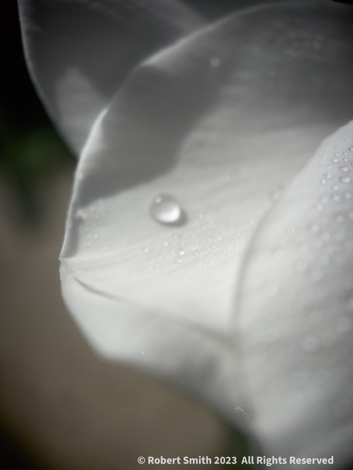 The Moment Macro: Drops on Petal #3