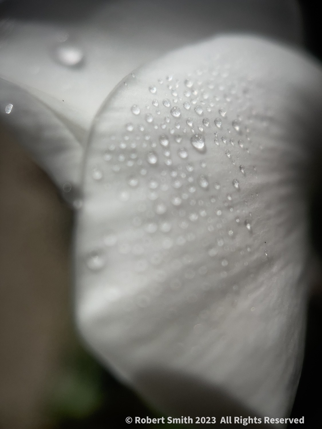 The Moment Macro: Drops on Petal #2