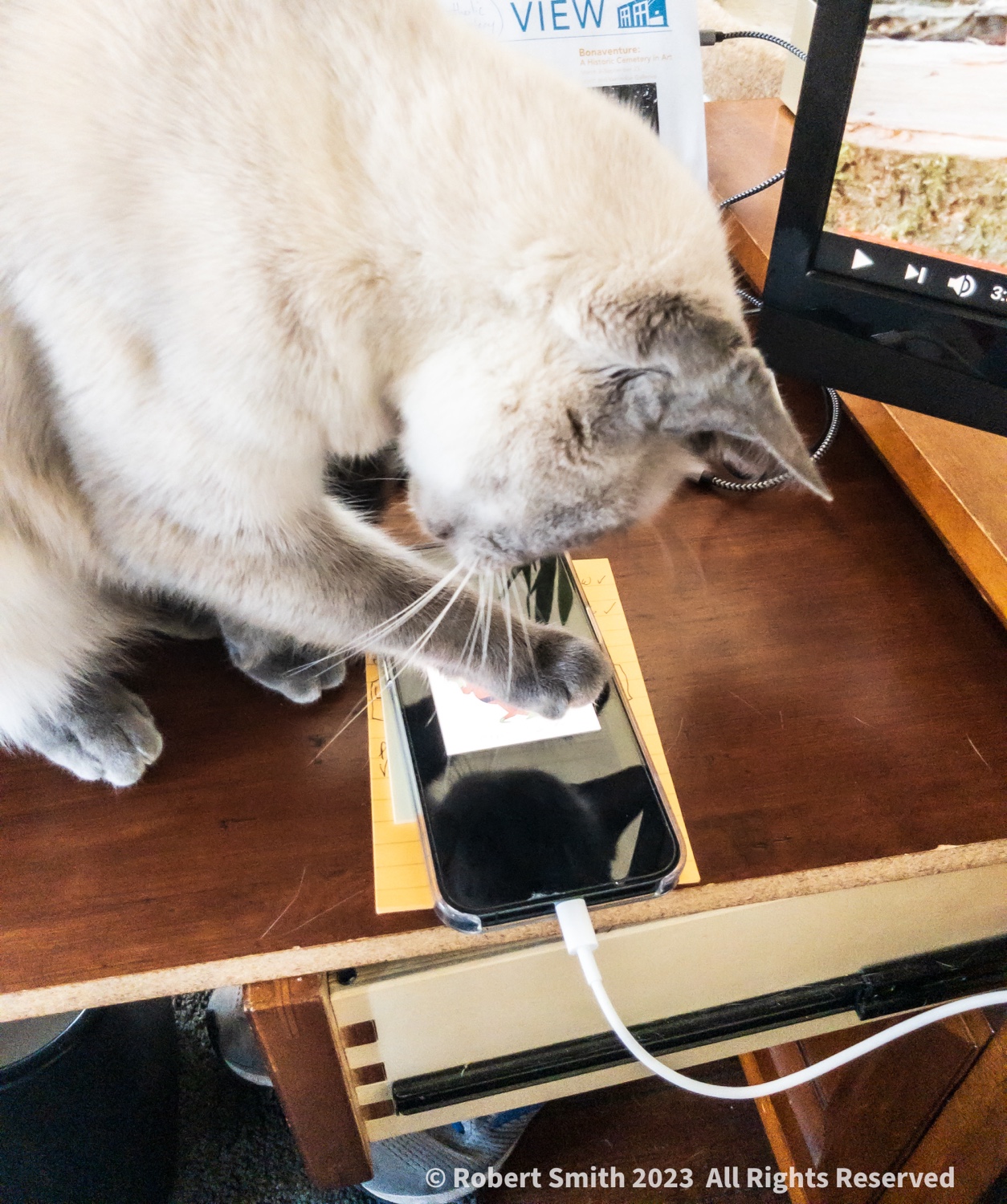 Desktop Kitty: What’s that on your iPhone Screen?